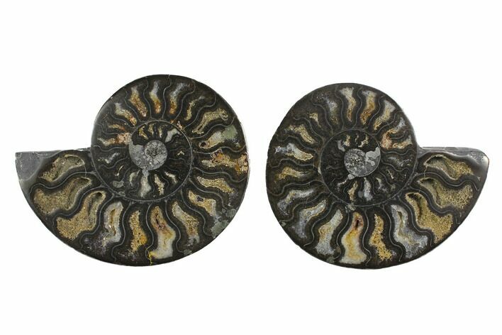 Cut/Polished Ammonite Fossil - Unusual Black Color #132708